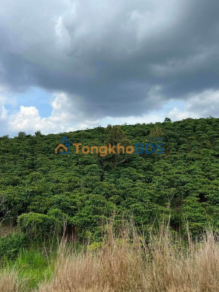 Bán Gấp Farm 10.000m² View Đẹp Đà Lạt - Sổ Đỏ Chính Chủ