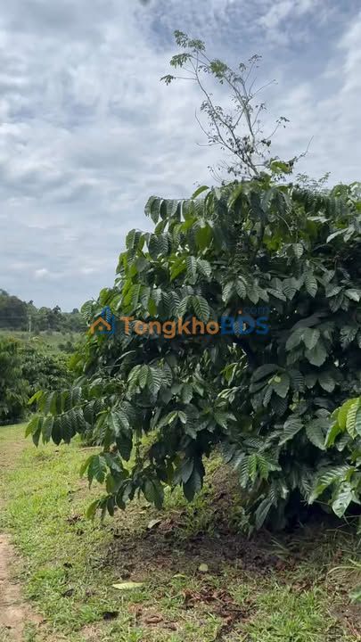 Farm 6ha Đắk Kan, Kon Tum - 6.2 Tỷ, Sổ Đỏ, Nguồn Thu Mạnh