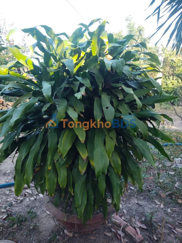 Đất Xuân Bắc Xuân Lộc 1.368m² 1.9 tỷ - Sổ đỏ chính chủ