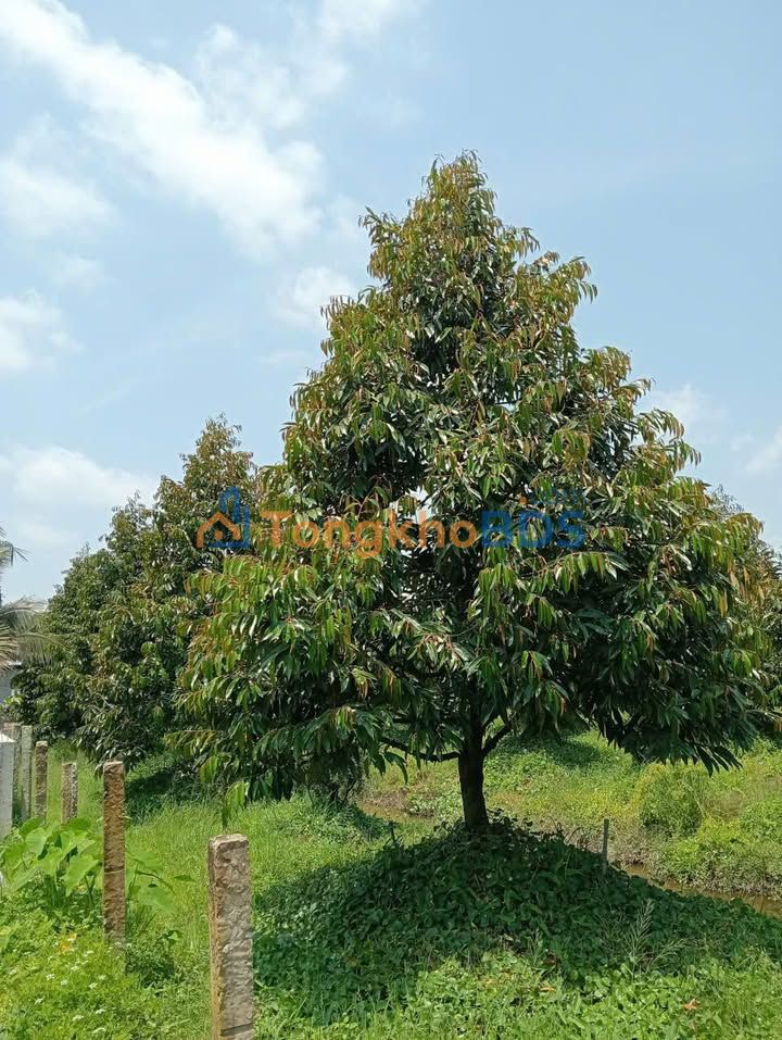 Vườn sầu riêng Hậu Mỹ Bắc A 5,5 công 3,41 tỷ - Sinh thái xanh