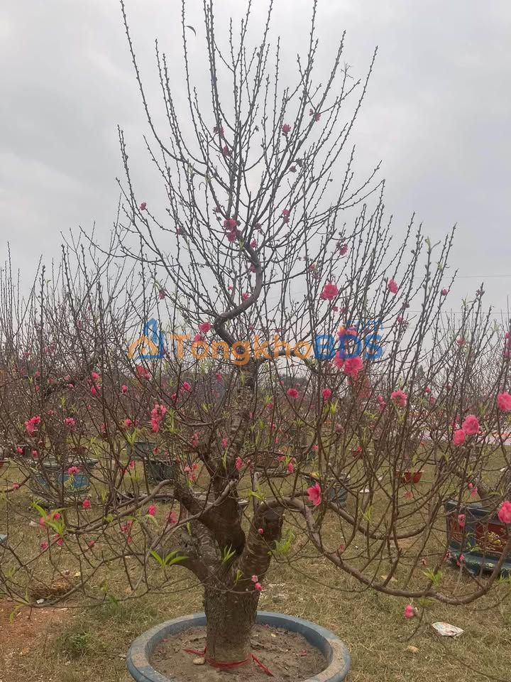 Đất nền Việt Hưng Long Biên 92m² Sổ đỏ chính chủ