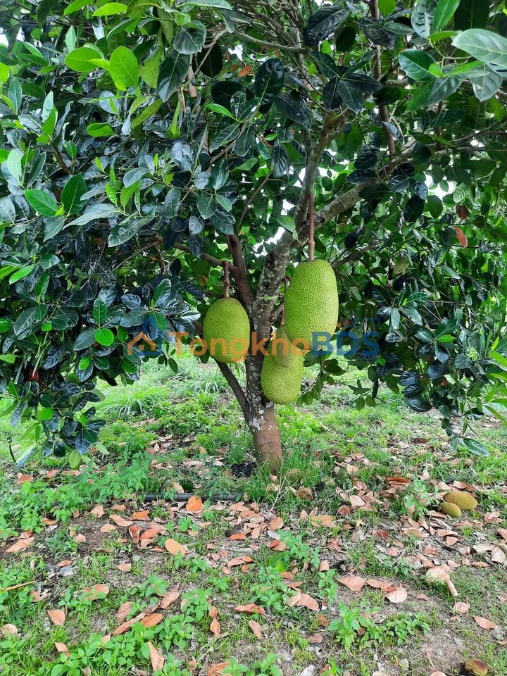 Đất Vườn 1000m² Sổ Hồng Gần Hồ Trị An - Giá 690 Triệu