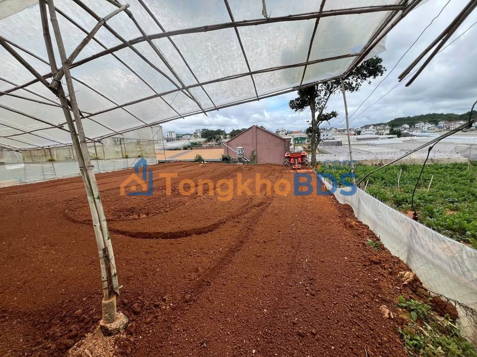 Đất nền Phường 8 Đà Lạt 266m² 4 tỷ - Sổ đỏ chính chủ