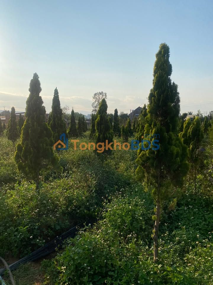 Đất nền Tân Văn Lâm Hà 3.273m² 3.8 tỷ - Sổ đỏ chính chủ