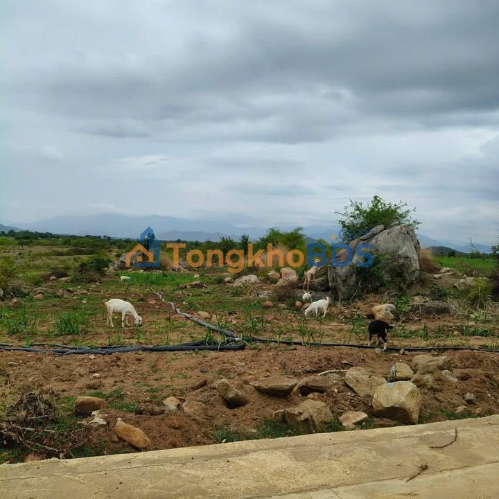 Đất nền Phước Trung 75ha - Mặt đường bê tông, sổ hồng 17ha, giá 85 tỷ