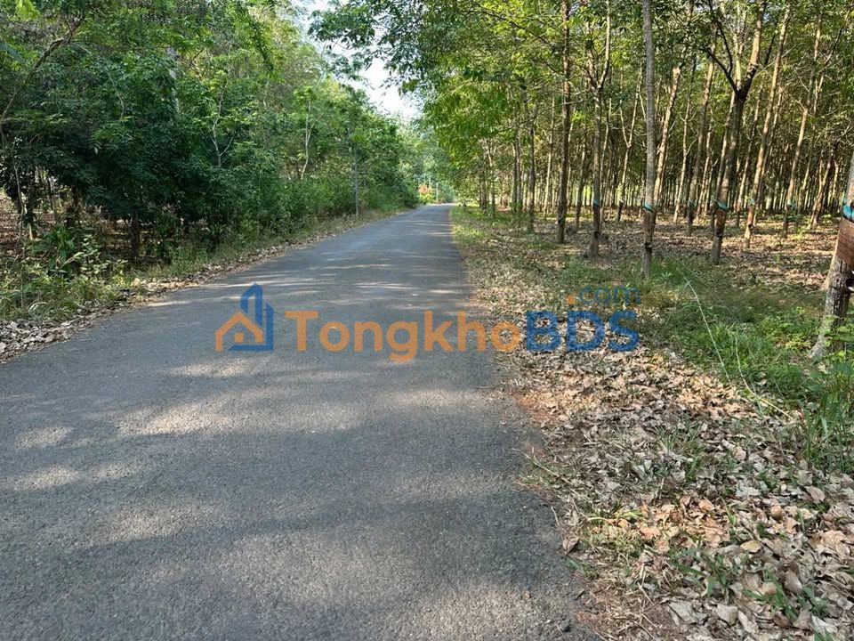 Farm Tân Tiến Bù Đốp 10.000m² 2,35 tỷ - Đường to ô tô
