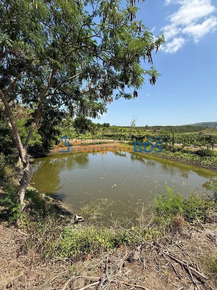 Đất farm 1.5ha Đắk Lắk - Tiềm năng sinh lời vượt trội