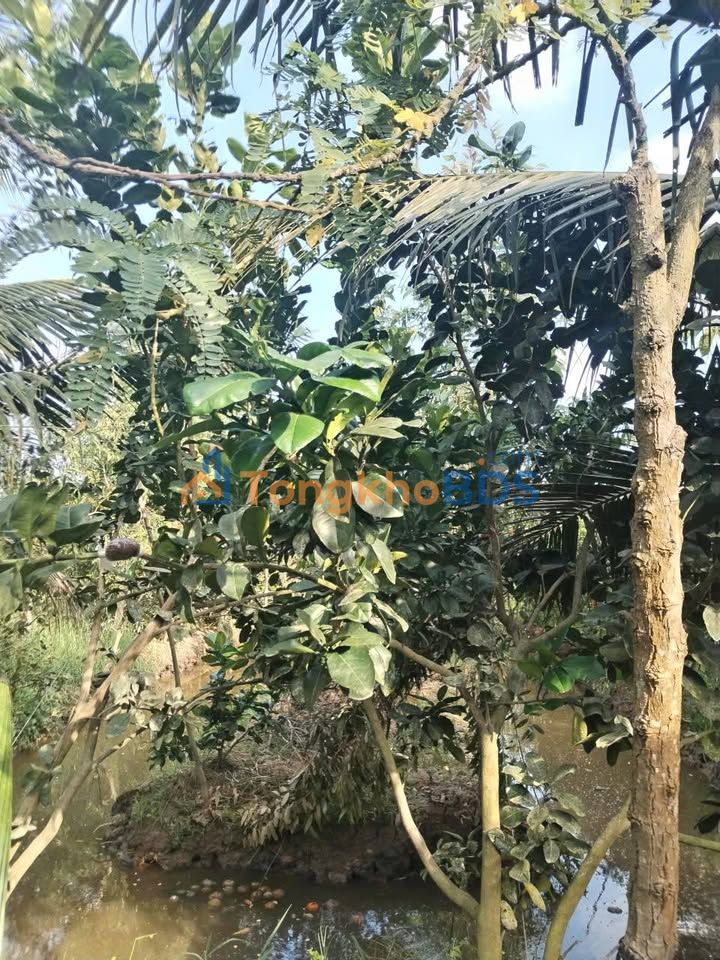 Đất vườn An Trường Càng Long 7.200m² 1,584 tỷ - Nghỉ dưỡng lý tưởng