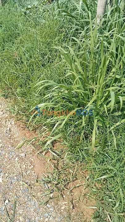 Đất vườn Hàm Thuận Bắc 1ha 2 tỷ - An yên tĩnh lặng