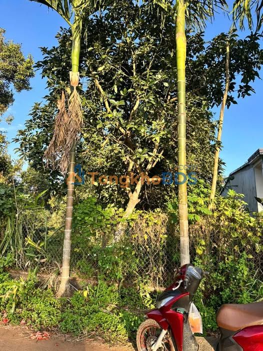 Đất Vàng Ea Tul, Đắk Lắk 150m² - Kinh Doanh Sầm Uất, Giá Hời 409 Triệu