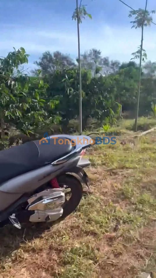 Đất rẫy cà phê Buôn Phong 2628m² 2.25 tỷ - Sinh thái xanh