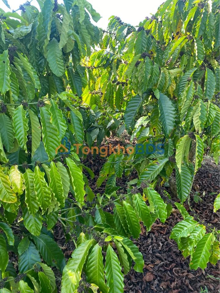 Farm 13.000m² Ea Tam, Đắk Lắk - Sổ hồng, 19.5 Tỷ - Cơ hội làm nông nghiệp