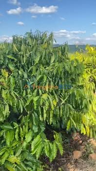 Đất vườn Ea Tam Krông Năng 13.000m² 5.42 tỷ - Sinh thái xanh