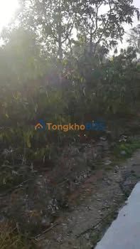 Bán Gấp Farm 19.000m² Krông Năng, Đắk Lắk - Vườn Cà Phê, Sầu Riêng Thu Nhập Khủng