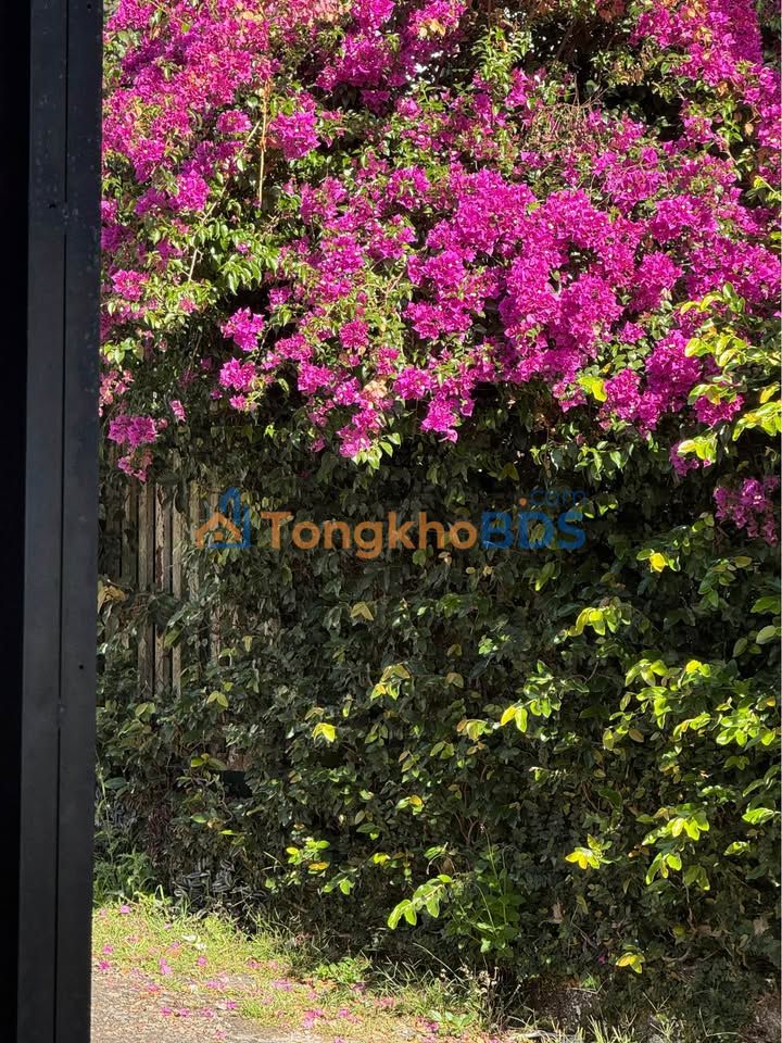 Đất nền Đà Lạt Thái Phiên 220m² 3.8 tỷ - Sổ đỏ