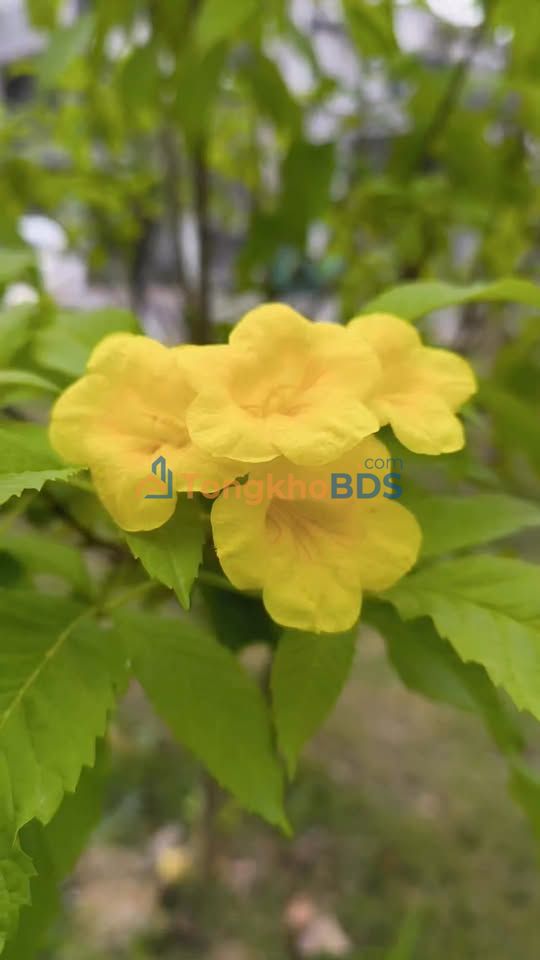 Cho thuê Căn hộ VSIP Bắc Ninh - Giá tốt F0 CĐT