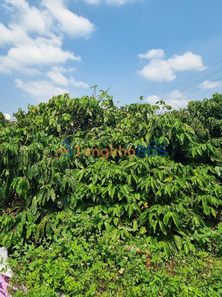 Bán gấp 2.5ha đất rẫy Kbang, Gia Lai - Sẵn hồ, suối, nhà kiên cố