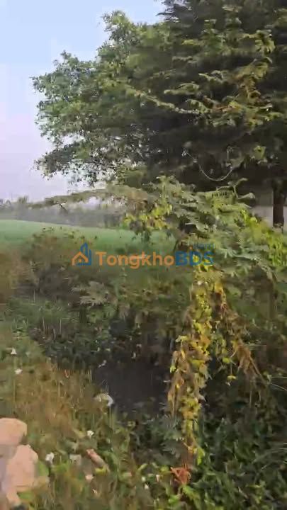 Đất nền Xuân Thới Sơn Hóc Môn 10.000m² 60 tỷ - Sổ đỏ chính chủ