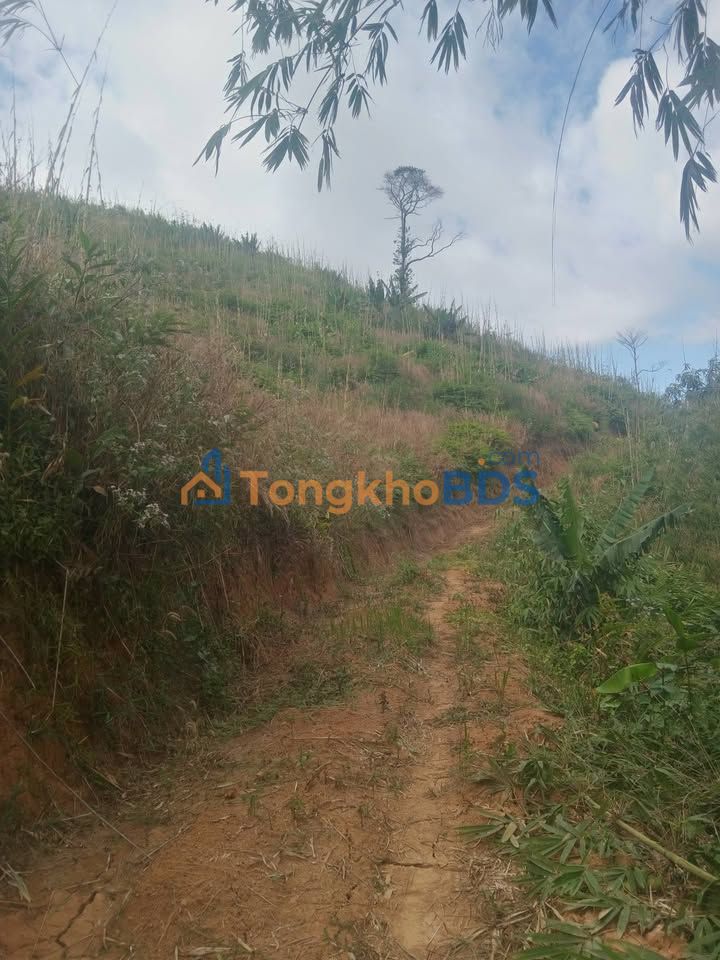 Bán Gấp Đất Đồi 6.5 Hecta Đắk Nông - Giá 600 Triệu - Tiềm Năng Nông Nghiệp