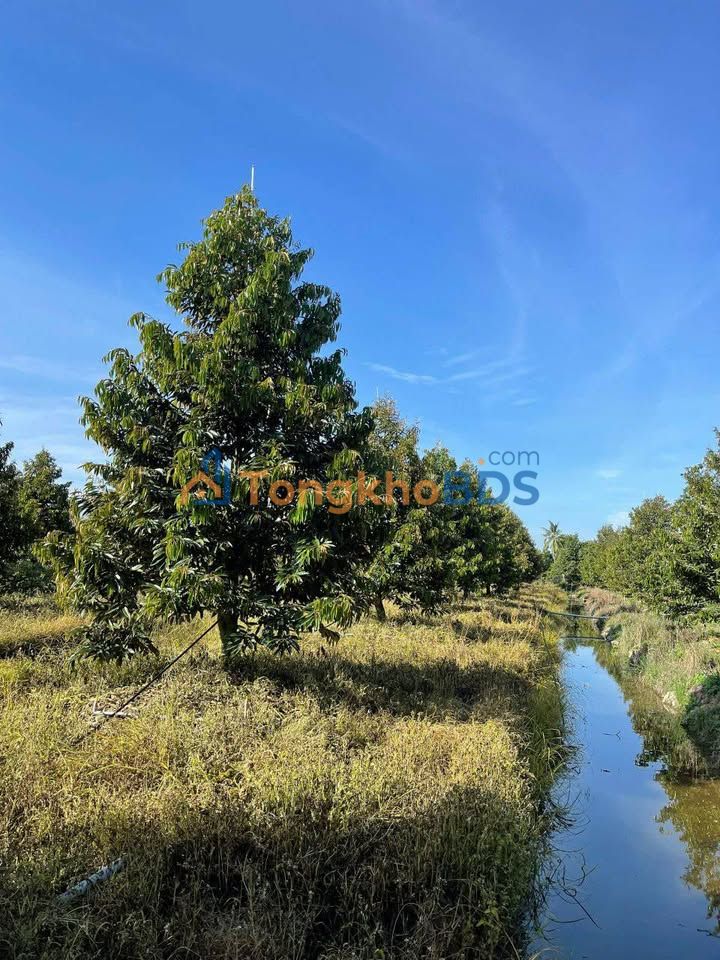 Bán Gấp Farm Sầu Riêng 15.000m² Thạnh Mỹ, Đồng Tháp - Giá 850 Triệu