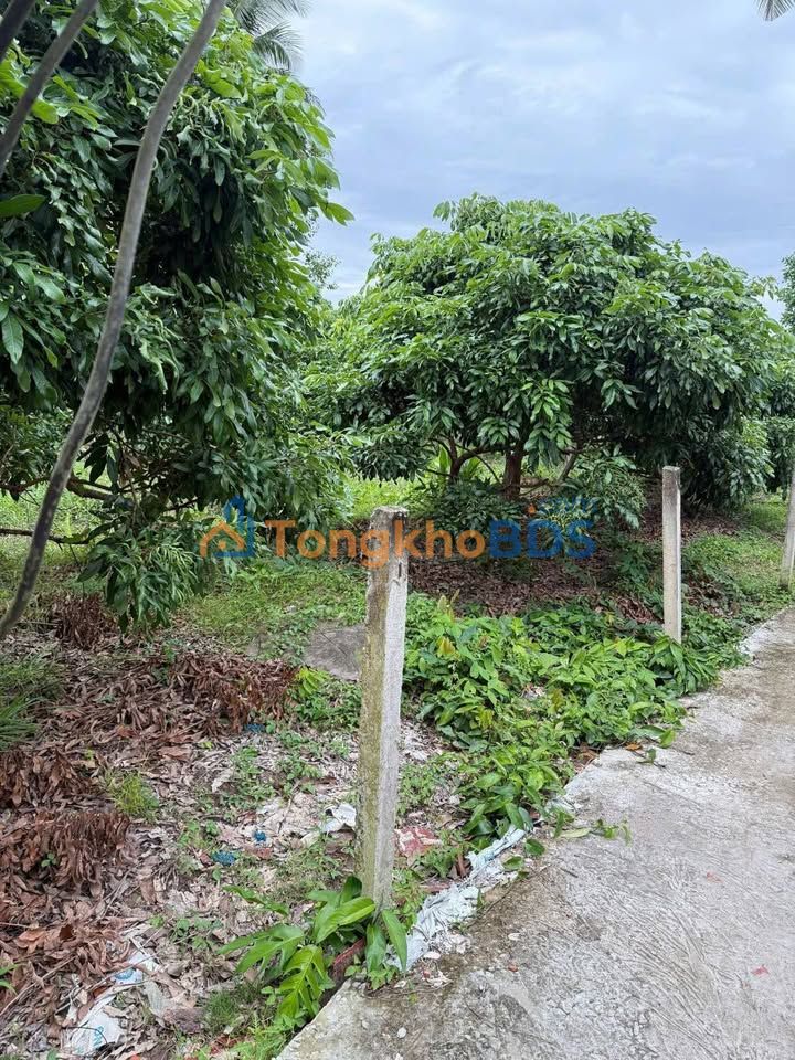 Bán Đất Vĩnh Long 448.6m² - 2 Mặt Tiền Đường Bê Tông