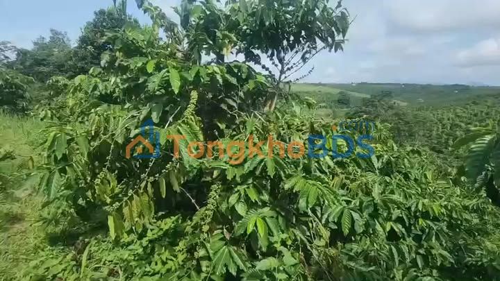 Bán 1ha Rẫy Cà Phê 8 Năm Tuổi Tại Quảng Sơn, Đắk Nông - Thu Nhập Ổn Định