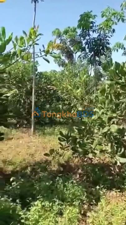 Bán 5ha Đất Vườn Củ Chi - Sổ Hồng Riêng - Giá Đầu Tư 800tr/ha