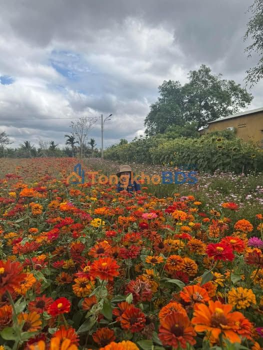 Đất nền mặt tiền Nguyễn Huệ, Krông Ana, Đắk Lắk - 250m² - Giá đầu tư 1 tỷ