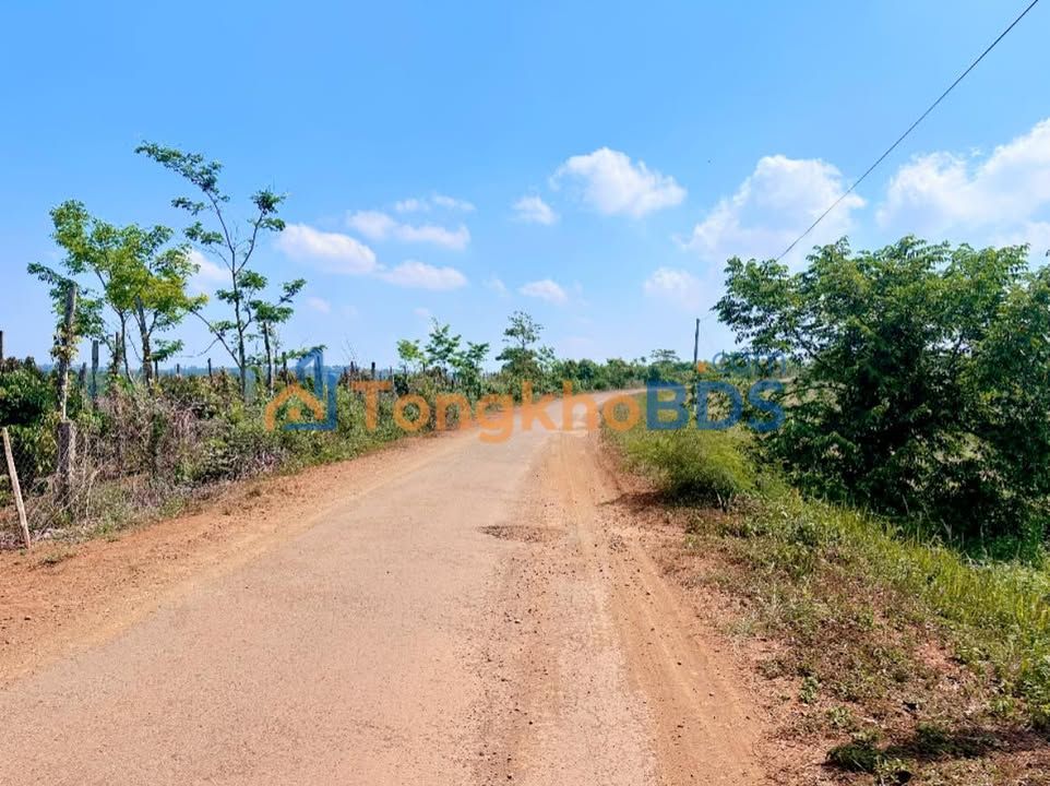 Bán Gấp Farm 4ha Đăk Glong - Mặt Tiền Nhựa 160m, Sổ Đỏ Sẵn Sàng