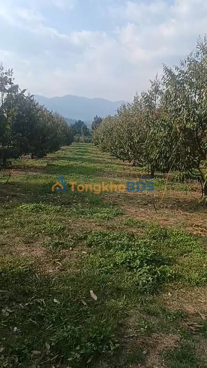 Bán Đất Vườn Lâm Hà 21600m² Sổ Hồng, 2 Mặt Đường - Giá 3.6 Tỷ