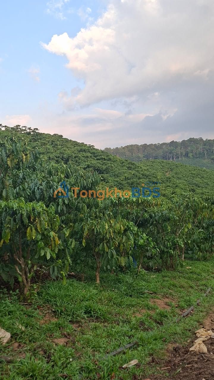 Bán Đất Nền 13.000m² Mặt Đường Lộc Phú, Bảo Lâm - Giá Đầu Tư 3.5 Tỷ