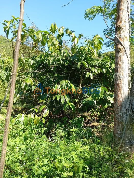 Bán Gấp 7000m² Đất Vườn Bảo Lâm, Lâm Đồng - Giá 1.6 Tỷ Tặng Ngàn Cây Giống