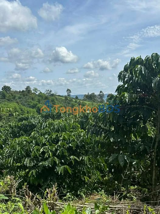 Đất Vườn 18000m² Tân Nghĩa, Di Linh - Giá Đầu Tư 1.7 Tỷ