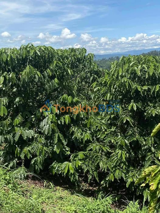 Đất Vườn 30ha Tân Lâm, Di Linh - 800m Mặt Tiền Nhựa, Giá Đầu Tư 450 Triệu/Sào