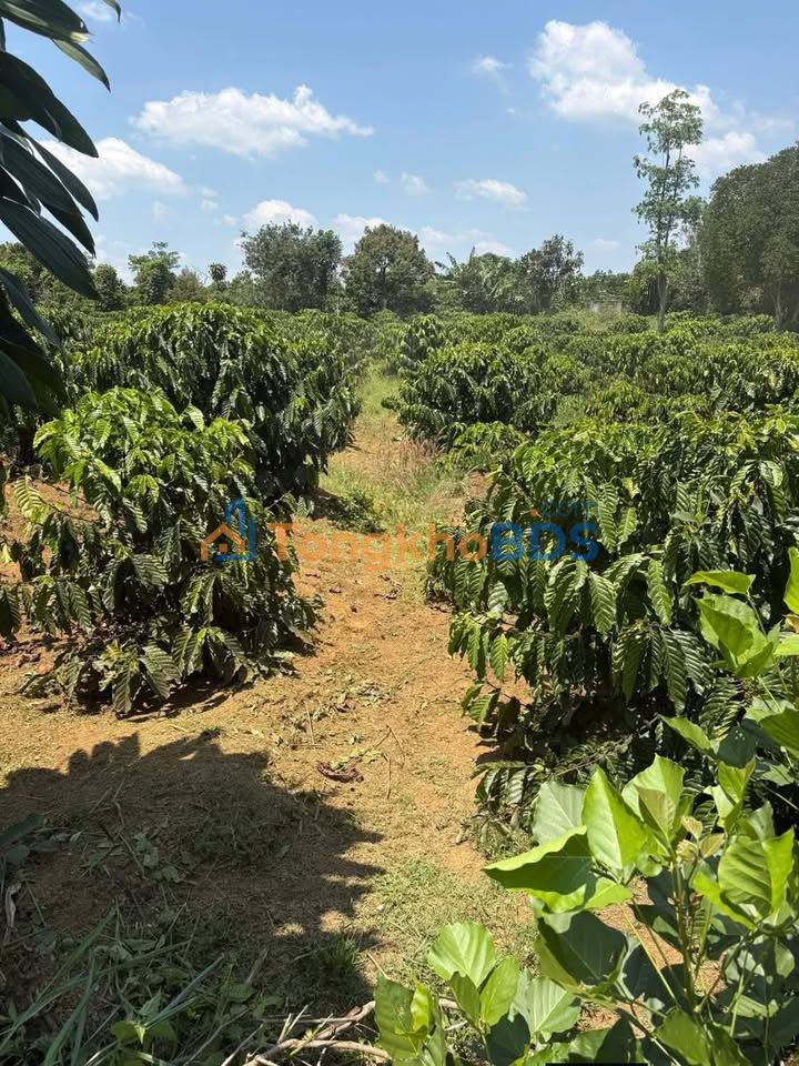 Đất Nền Di Linh 3350m² Sổ Đỏ 200m² Thổ Cư - Cơ Hội Đầu Tư Vàng