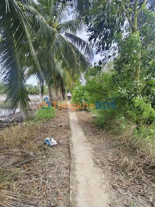 Bán Gấp 48.000m² Vườn Mít Thái, Sóc Trăng - Thu Nhập Ổn Định