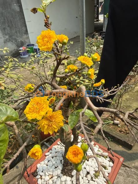 Đất nền Phú Cát 100m² - Vị trí trung tâm, giá đầu tư 1.78 tỷ