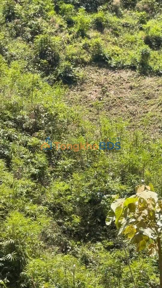 Bán Gấp 25200m² Đất Vườn Đạ Long - Sổ Đỏ Chính Chủ, Giá 375 Triệu