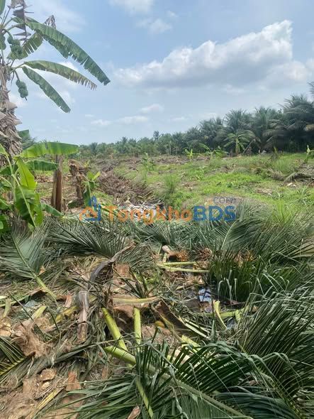 Đất Vườn Nghỉ Dưỡng Bến Tre 2399m² - Sổ Hồng Sẵn Sàng