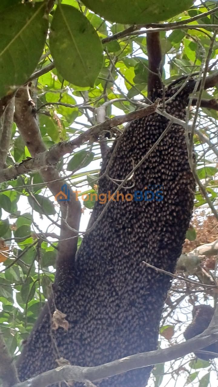 Đất Nền Mỹ Tho 3240m² Mặt Tiền Tỉnh Lộ 878 - Sẵn Sàng Xây Dựng