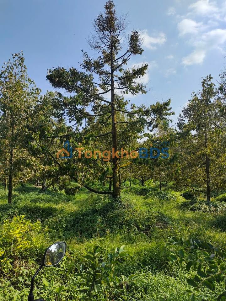 Bán Gấp Vườn Sầu Riêng 7200m² Xã Long Định, Tiền Giang - Giá Đầu Tư 2.5 Tỷ