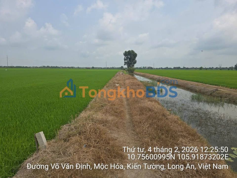 Đất nền Kiến Tường 1.500m² giá 3 tỷ - Sổ đỏ chính chủ