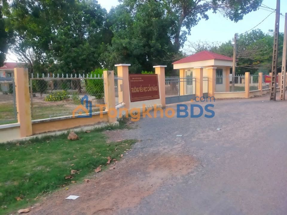 Đất Gò Dầu 155m² Mặt Tiền Nhựa - Giá 499 Triệu, Sổ Hồng Sẵn Sàng