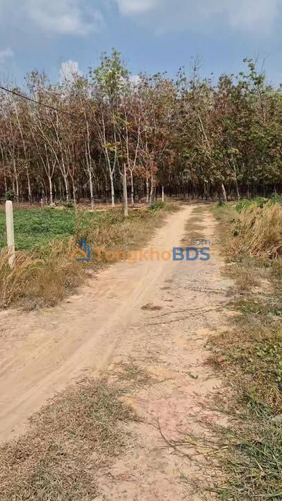 Đất Nền Châu Thành 1000m² - Sổ Hồng Sẵn Sàng, Giá Đầu Tư 180 Triệu