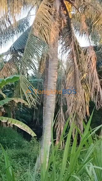 Đất nền Bình Phú QL60 2.236m² 5.1428 tỷ - Sổ đỏ chính chủ