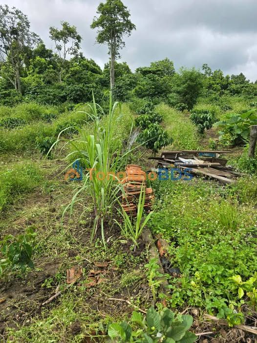 Farm 23.000m² Đắk Lắk - 2.000 Cây Cà Phê & Sầu Riêng - Sổ Đỏ Chính Chủ