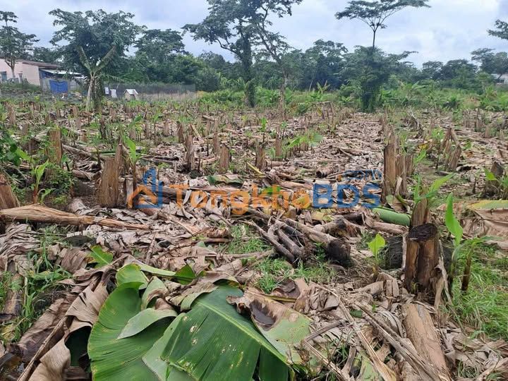 Cho thuê 3ha Đất Rẫy Dài Hạn tại Định Quán, Đồng Nai - Sẵn Sàng Kinh Doanh