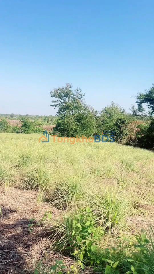 Bán Đất Farm 16.000m² Phường Hưng Định, Thuận An - View Suối, Ruộng