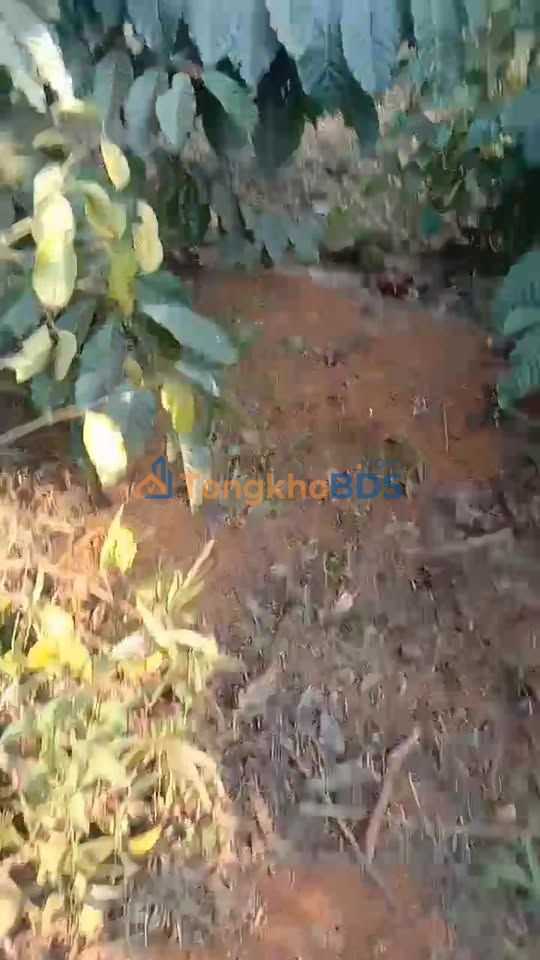 Đất Nền Tuy Đức Đăk Nông 18.000m² - Giá 2.7 Tỷ, Mặt Tiền Đường Lớn