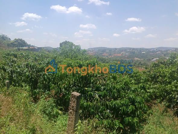 Farm Kinh Doanh Sầu Riêng 2.3ha Tại Trung Tâm Tuy Đức - Sẵn Sàng Sinh Lời